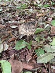 Strobilomyces strobilaceus image