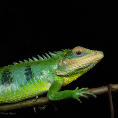 Calotes grandisquamis