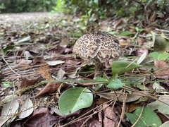 Strobilomyces strobilaceus image
