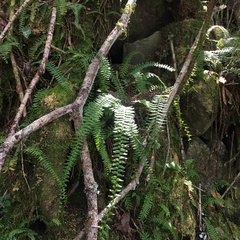 Monachosorum maximowiczii