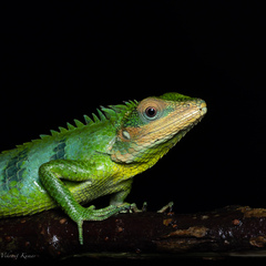 Calotes grandisquamis