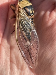 Megatibicen pronotalis