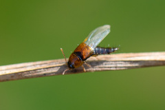 Tachyporus obtusus