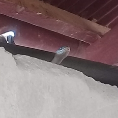 Pantherophis spiloides