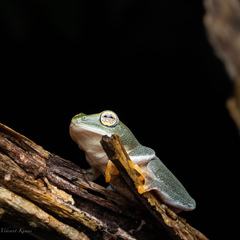 Raorchestes jayarami