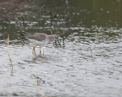 Tringa flavipes