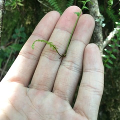 Monachosorum maximowiczii