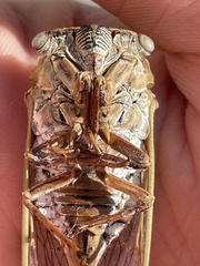 Megatibicen pronotalis