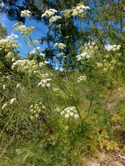 Kitagawia baicalensis