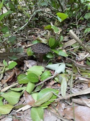 Strobilomyces strobilaceus