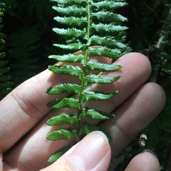 Monachosorum maximowiczii