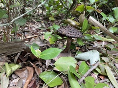 Strobilomyces strobilaceus
