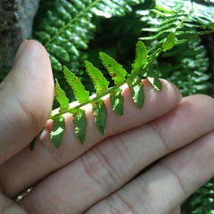 Monachosorum maximowiczii