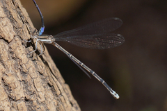Argia hinei