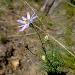 Galatella angustissima