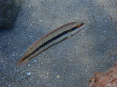 Halichoeres bivittatus