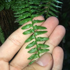 Monachosorum maximowiczii