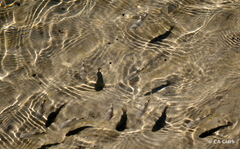 Ellochelon vaigiensis