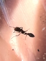 Pseudomyrmex ejectus