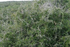 Gymnosporia polyacantha