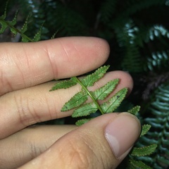 Monachosorum maximowiczii