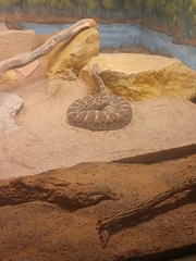 Crotalus