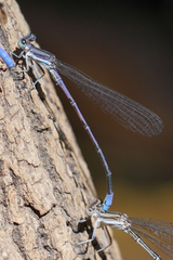 Argia hinei