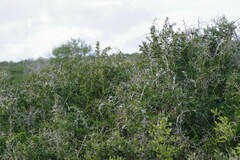 Gymnosporia polyacantha