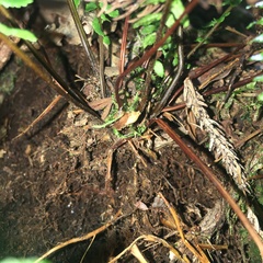 Monachosorum maximowiczii