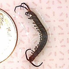 Scolopendra