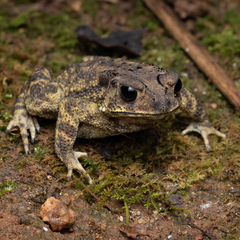 Duttaphrynus melanostictus
