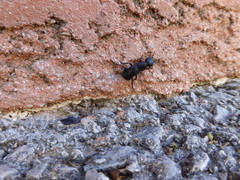Ocypus olens