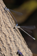 Argia hinei
