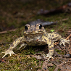 Duttaphrynus melanostictus