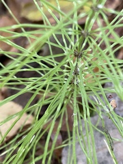 Equisetum sylvaticum