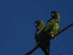 Aratinga nenday