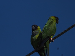 Aratinga nenday