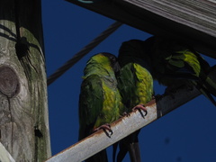 Aratinga nenday