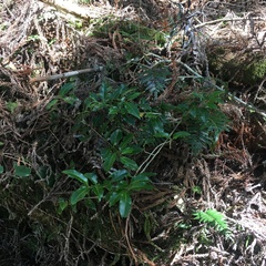 Ilex pedunculosa