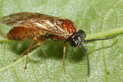Periclista albida