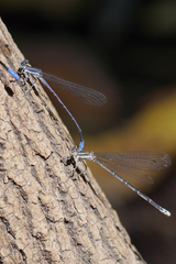 Argia hinei
