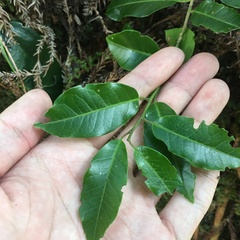 Ilex pedunculosa