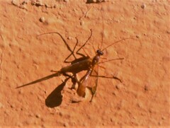 Enicospilus americanus-complex