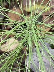 Equisetum sylvaticum