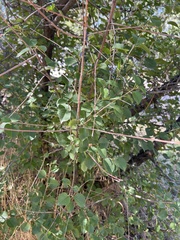 Prunus mahaleb
