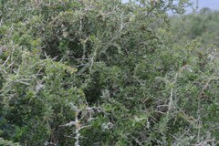 Gymnosporia polyacantha