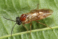 Periclista albida