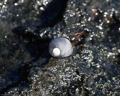 Nerita picea