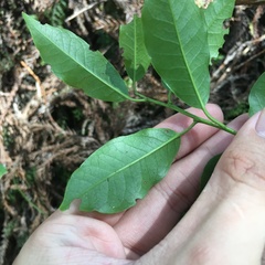 Ilex pedunculosa