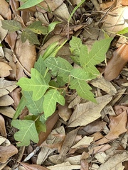 Toxicodendron pubescens